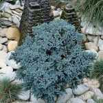 Der Nadelbaum, ein kitschiger Strauch?