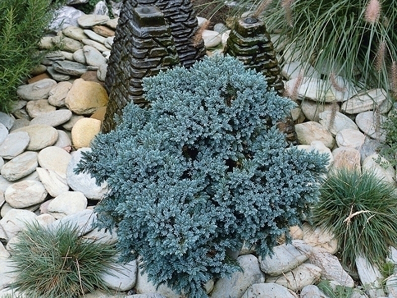 Der Nadelbaum, ein kitschiger Strauch?