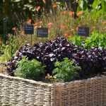 Gemüsegarten: 5 gute Gründe, dieses Jahr damit zu beginnen