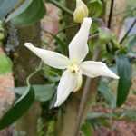 Der Kälteeinbruch steht bevor, es ist noch Zeit, die Pflanzen zu schützen.