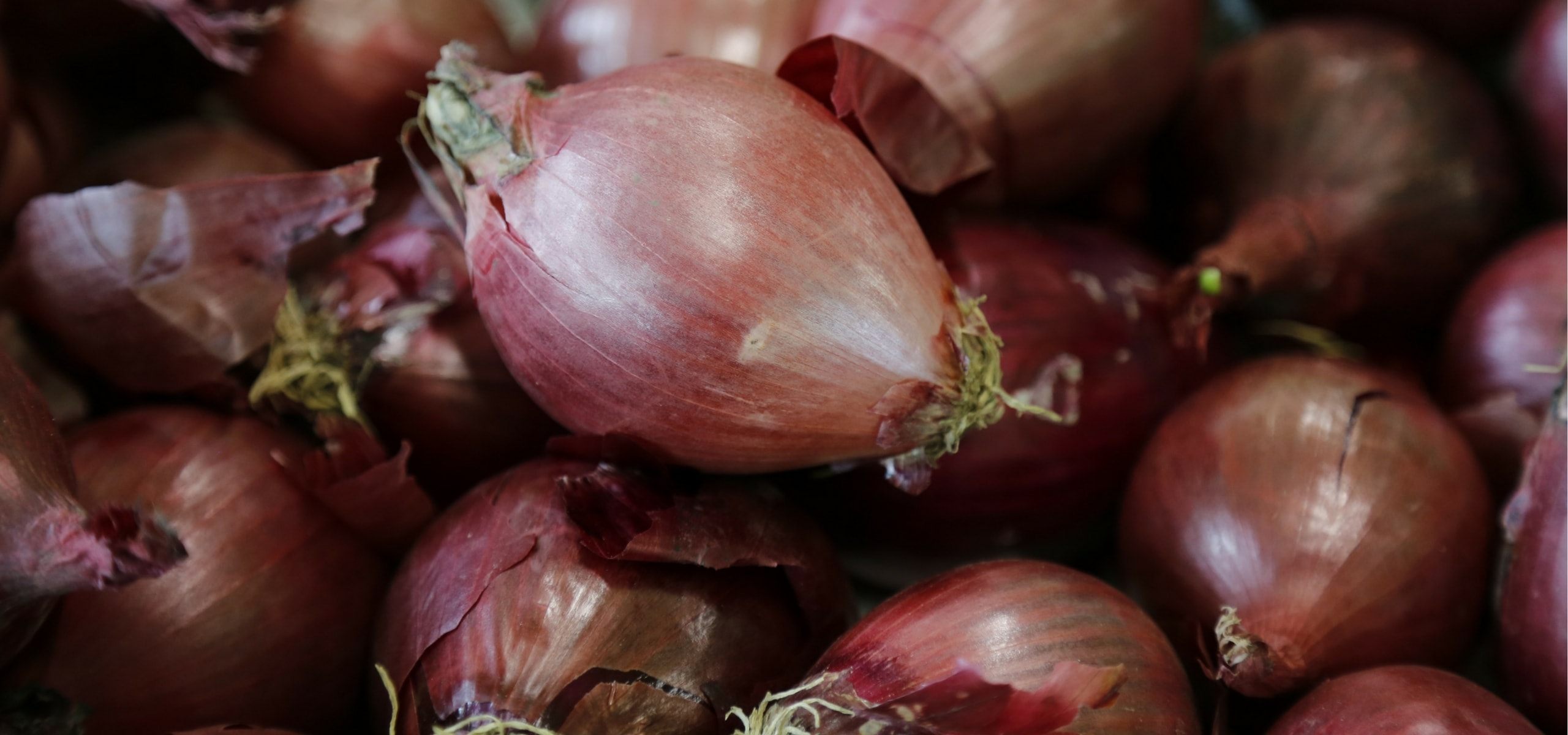 Knoblauch, Schalotten und Zwiebeln pflanzen