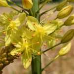 Eremurus: Pflanzung und Pflege