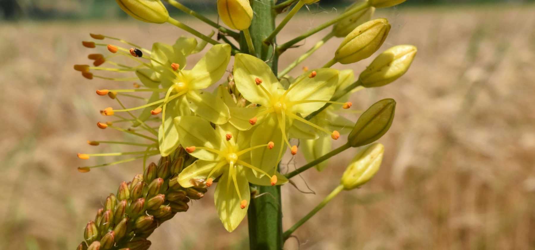 Eremurus: Pflanzung und Pflege