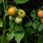 Tomaten in Minitöpfen pflanzen