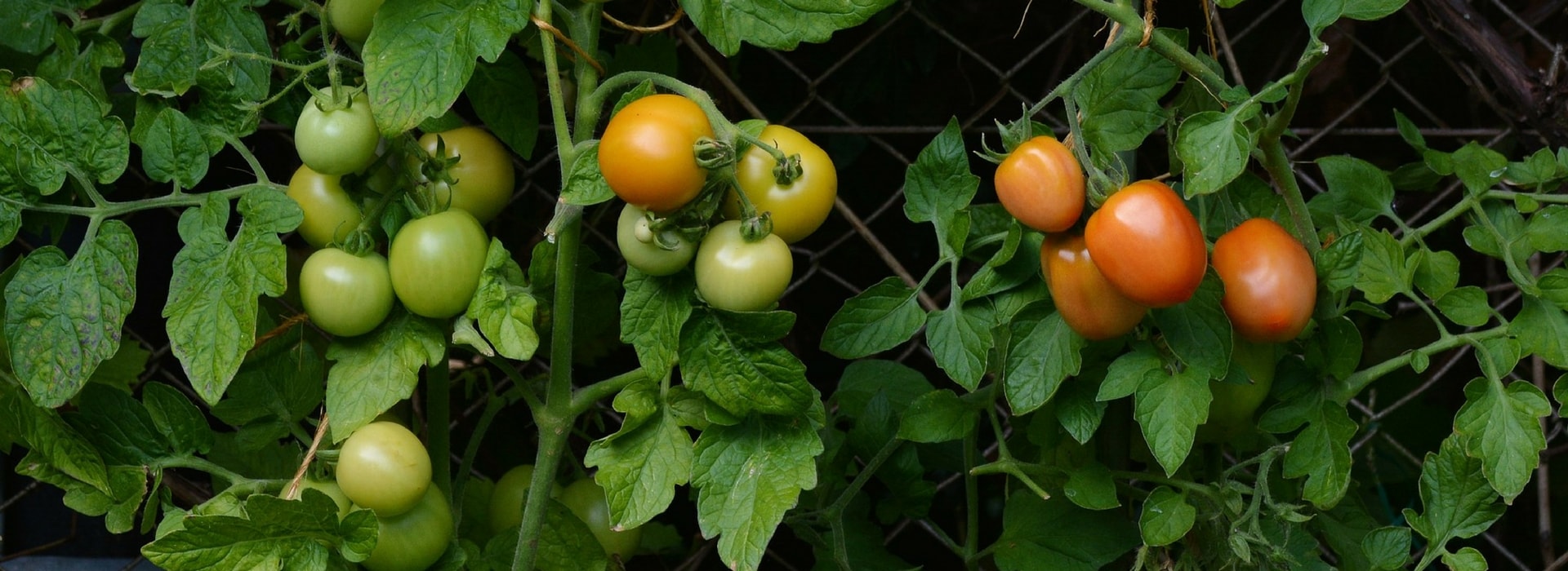 Tomaten in Minitöpfen pflanzen