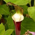 Pflanzung des Arisaema