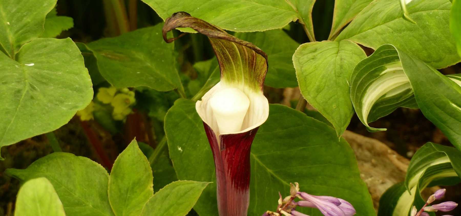 Pflanzung des Arisaema