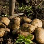 Anbau, Ernte und Lagerung von Kartoffeln