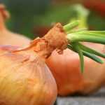 Knoblauch, Zwiebeln und Schalotten ernten und lagern