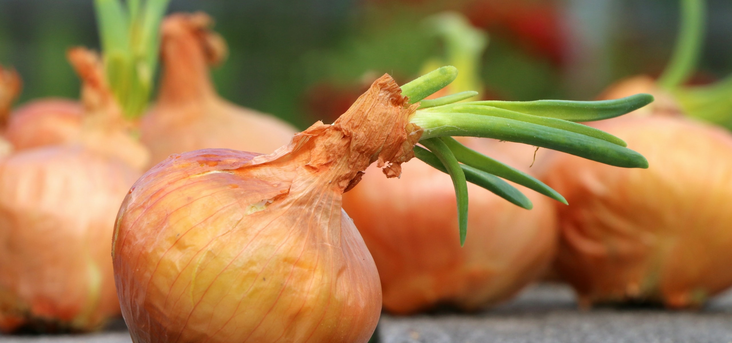 Knoblauch, Zwiebeln und Schalotten ernten und lagern