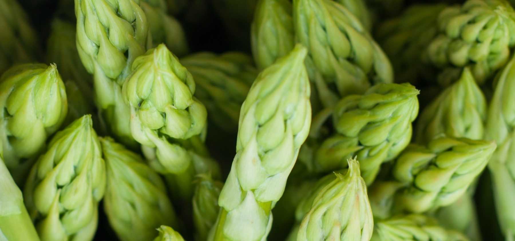 Spargel pflanzen