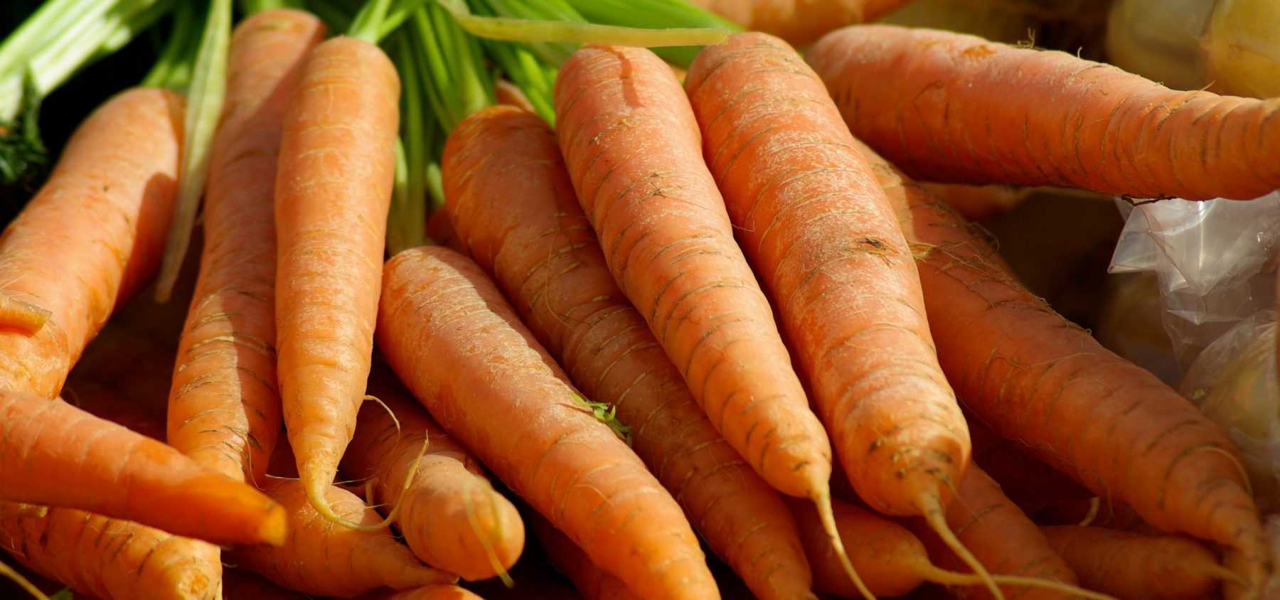 Die Karotte: Aussaat, Anbau und Ernte im Gemüsegarten