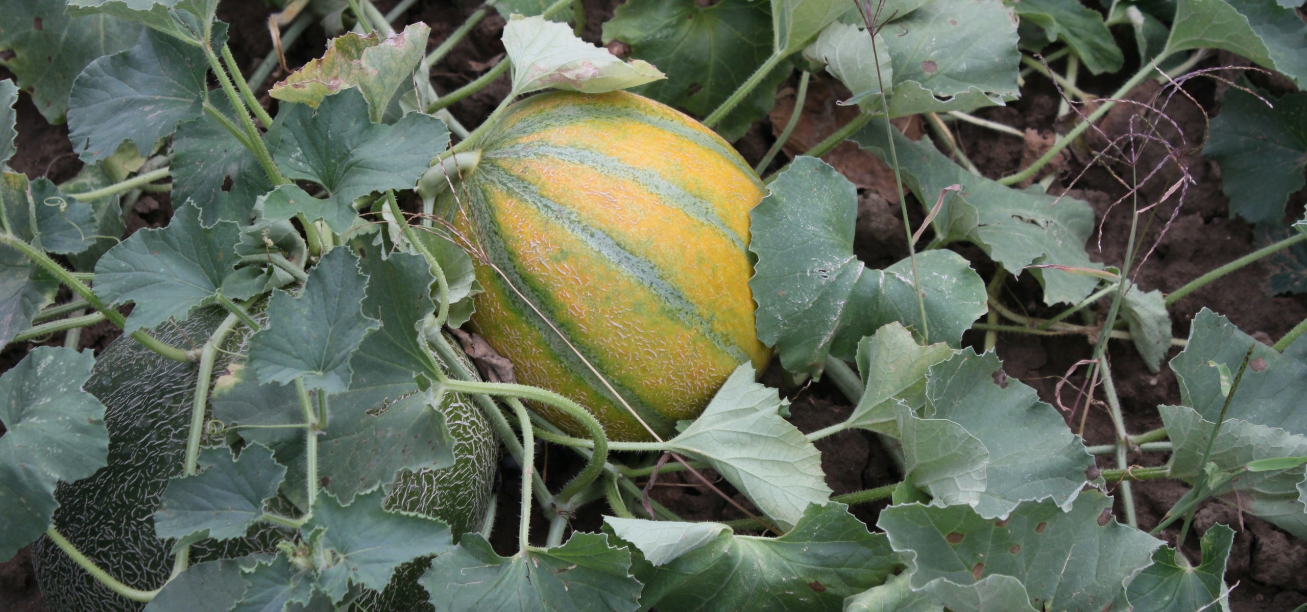 Melonen erfolgreich anbauen