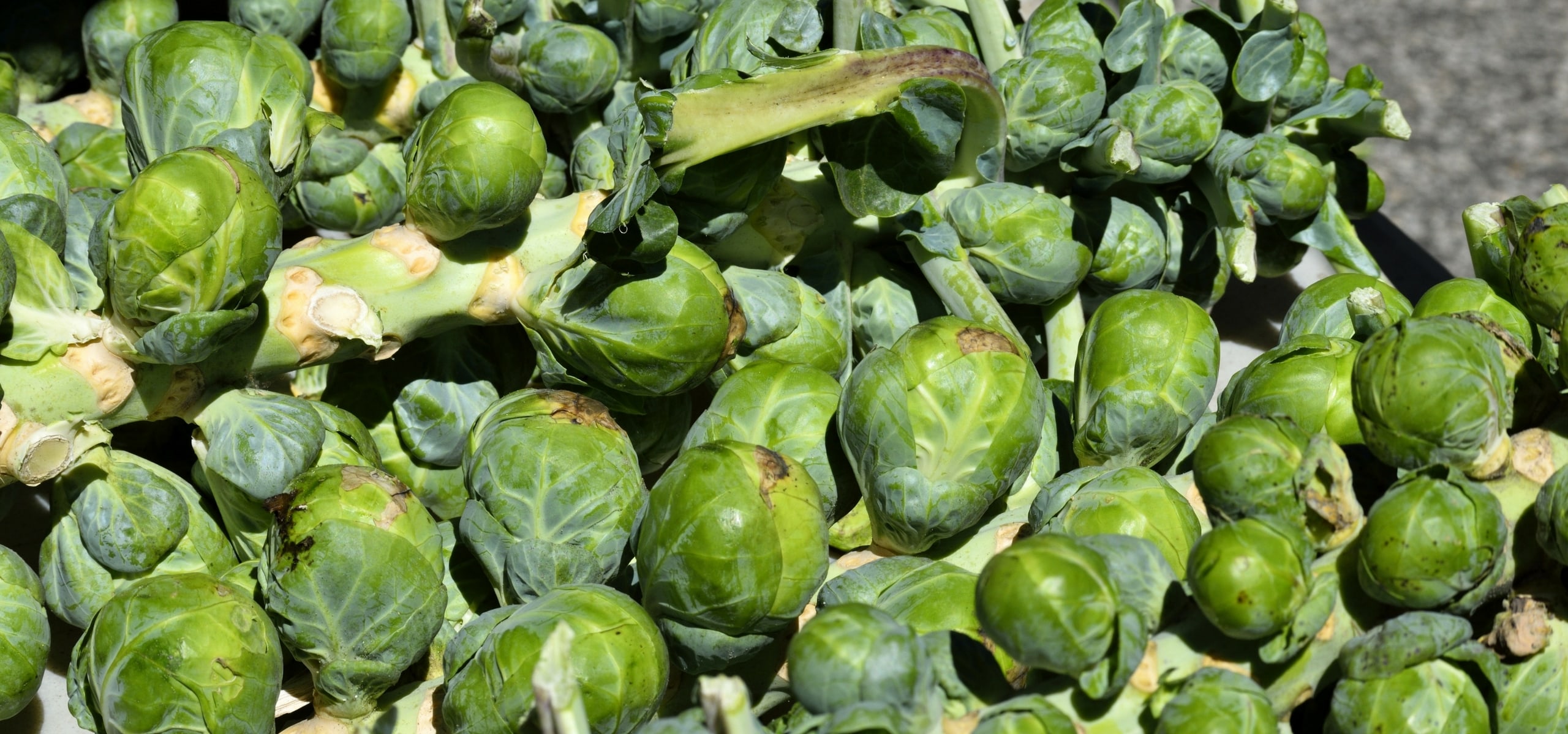 Rosenkohl erfolgreich anbauen