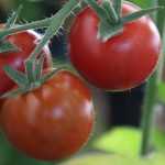 Erfolgreich Tomaten anbauen