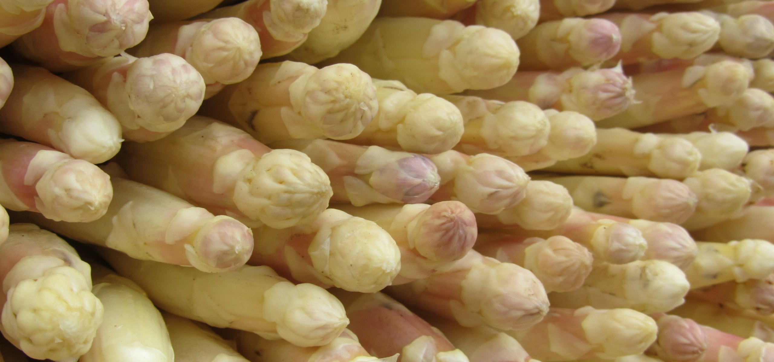 Erfolgreich Spargel anbauen