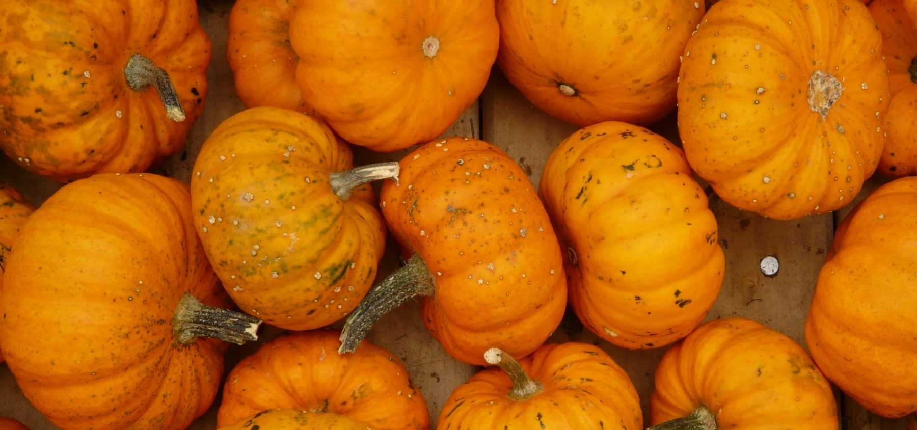 Die Aussaat von Kürbis und Zucchini