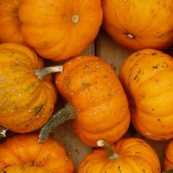 Die Aussaat von Kürbis und Zucchini