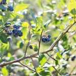 Heidelbeeren anbauen