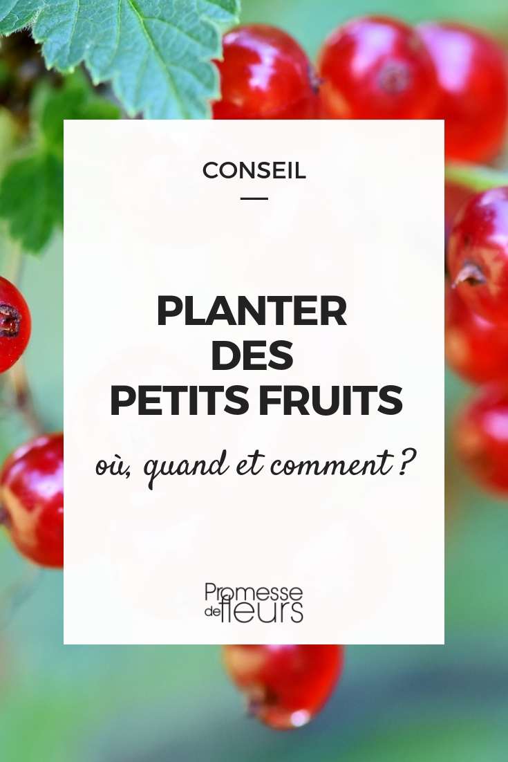 Pflanzung von Johannisbeeren, Schwarzen Johannisbeeren, Himbeeren und Heidelbeeren