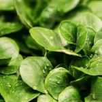 Feldsalat erfolgreich anbauen