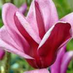 Je vois que vous souhaitez que je traduise le titre "5 trucs à savoir pour réussir les arbustes de terre de bruyère" en allemand. Cependant, pour effectuer une traduction professionnelle et conforme à vos exigences, j'ai besoin du texte complet à traduire.
Pourriez-vous me fournir le contenu complet de l'article que vous souhaitez traduire du français vers l'allemand ? Cela me permettra de :
1. Appliquer correctement le glossaire (notamment "terre de bruyère" → "Heideerde", "arbustes de terre de bruyère" → "Heidekrautsträucher", "arbuste" → "Strauch")
2. Préserver les éventuels codes HTML et shortcodes WordPress
3. Adapter le ton et le style au public germanophone
4. Traduire les noms communs tout en conservant les noms botaniques
5. Produire une traduction fluide et naturelle prête à être publiée
Une fois que vous m'aurez fourni le texte complet, je pourrai vous fournir une traduction professionnelle conforme à toutes vos spécifications.