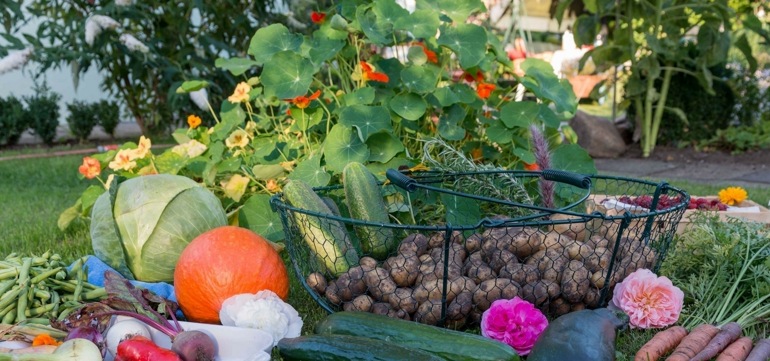 Mischkultur im Gemüsegarten