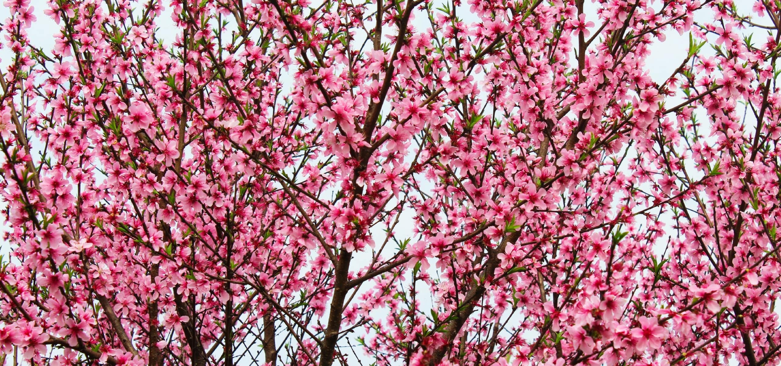 Pfirsichbaum und Nektarine: Pflanzung, Rückschnitt und Pflege