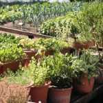 Kräuter: 5 gute Möglichkeiten, sie in den Garten zu integrieren
