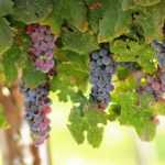 Weinrebe: Pflanzung, Rückschnitt und Pflege