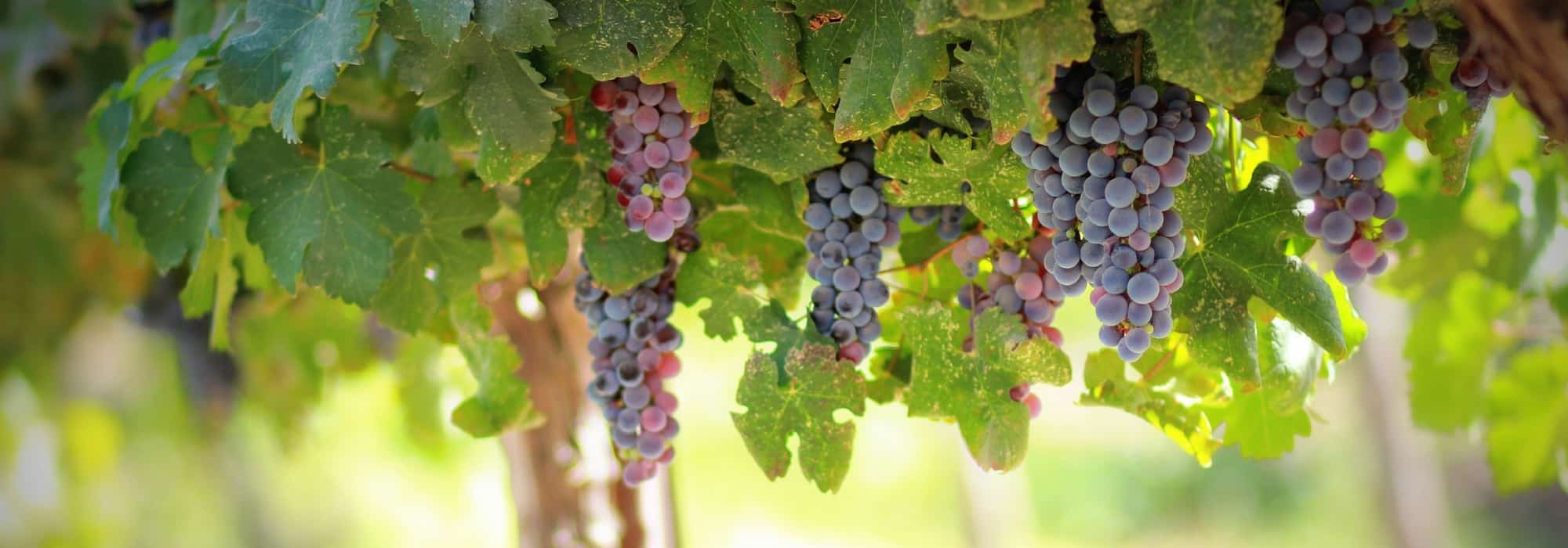 Weinrebe: Pflanzung, Rückschnitt und Pflege