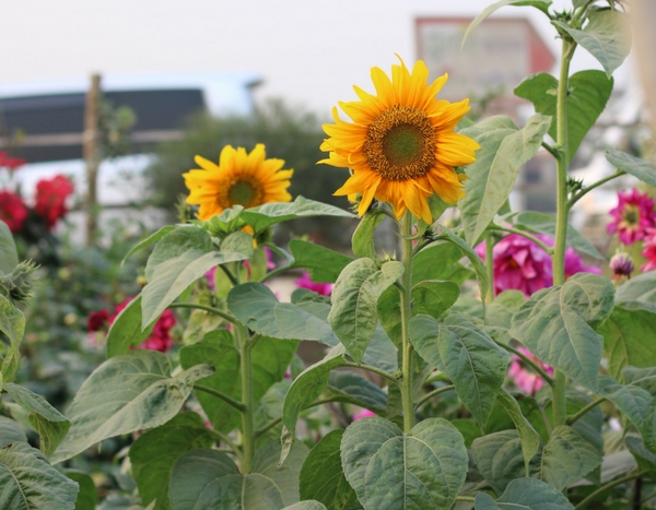 Blumen im Gemüsegarten? 7 unverzichtbare Pflanzen