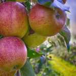Einen Obstgarten anlegen: Die richtigen Obstbäume auswählen