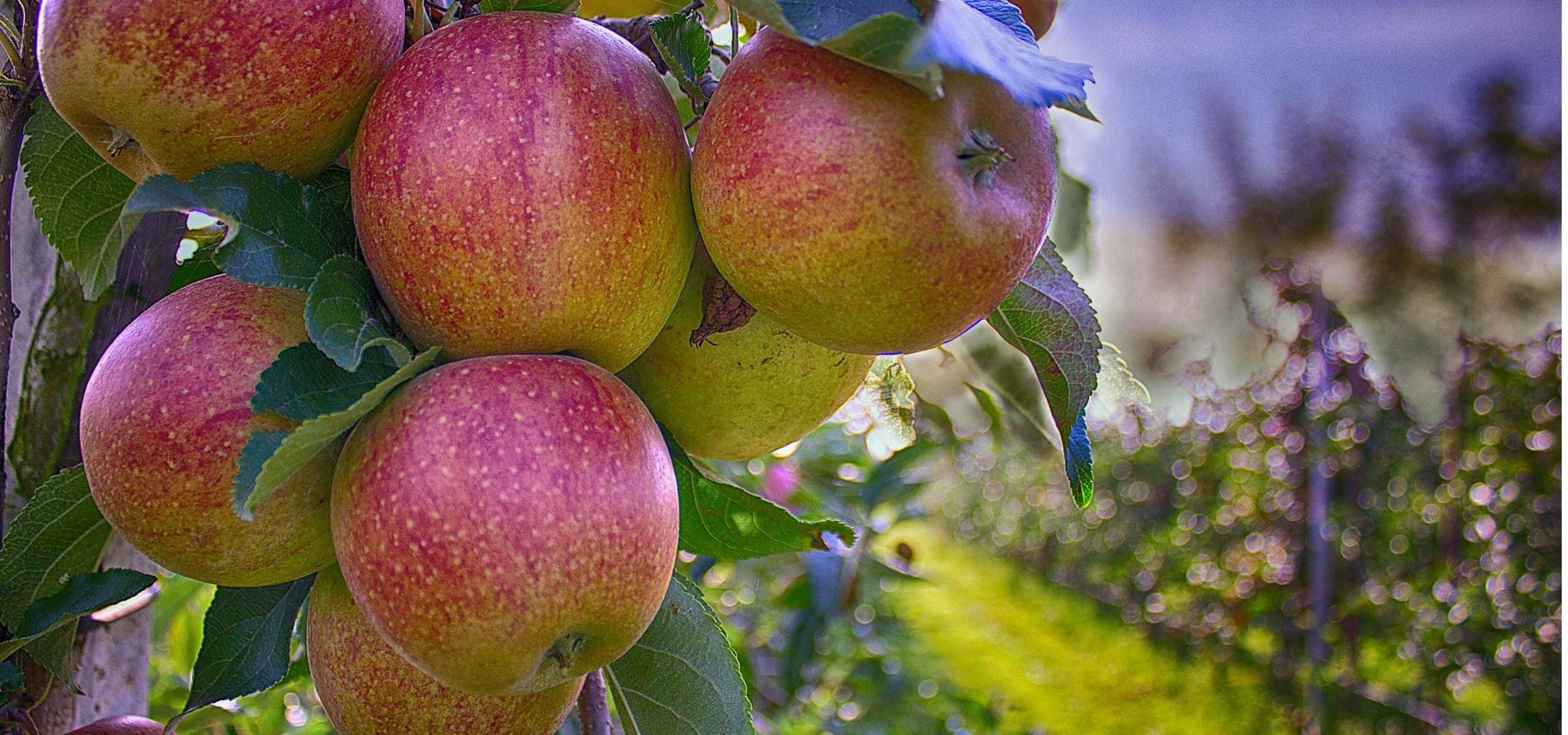 Einen Obstgarten anlegen: Die richtigen Obstbäume auswählen