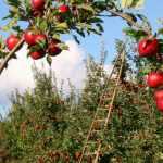 Obstbäume: Schützen Sie Ihren Obstgarten auf natürliche Weise