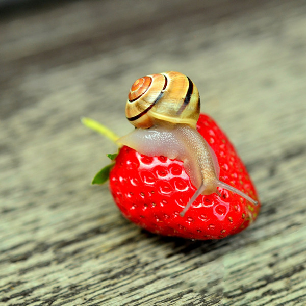 Erdbeeren im Gemüsegarten: Schluss mit dem Erdbeerklau!