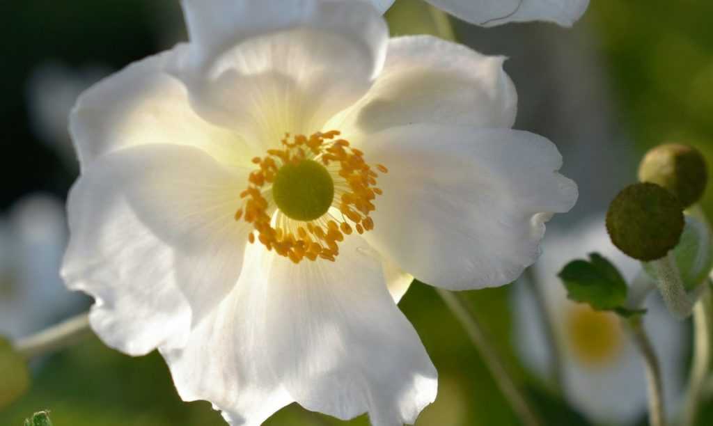 Japanische Anemonen: Pflanzung und Pflege