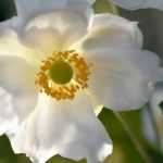 Japanische Anemonen: Pflanzung und Pflege