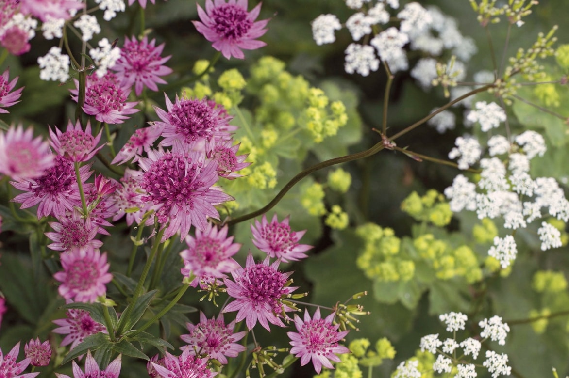 Akelei: Pflanzen, Pflegen und Kombinieren im Garten