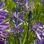 Camassia: Pflanzen, Pflegen und Gartengestaltung mit der Prärielilie