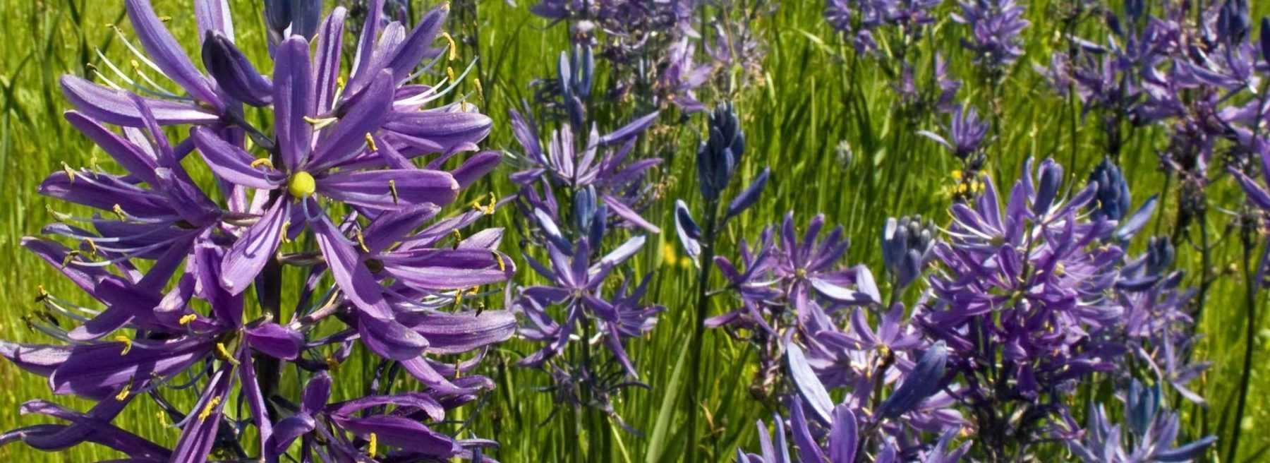 Camassia: Pflanzen, Pflegen und Gartengestaltung mit der Prärielilie