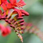 Crocosmia, Montbretie: Pflanzung, Pflege und Kultivierung