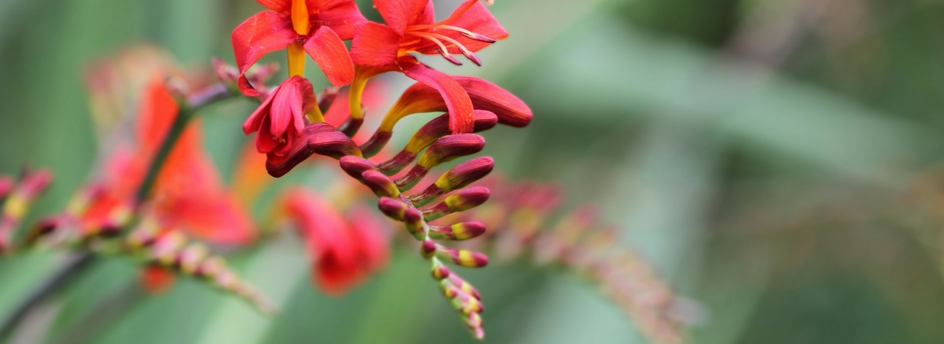 Crocosmia, Montbretie: Pflanzung, Pflege und Kultivierung