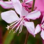 Gaura: Pflanzen und Pflegen