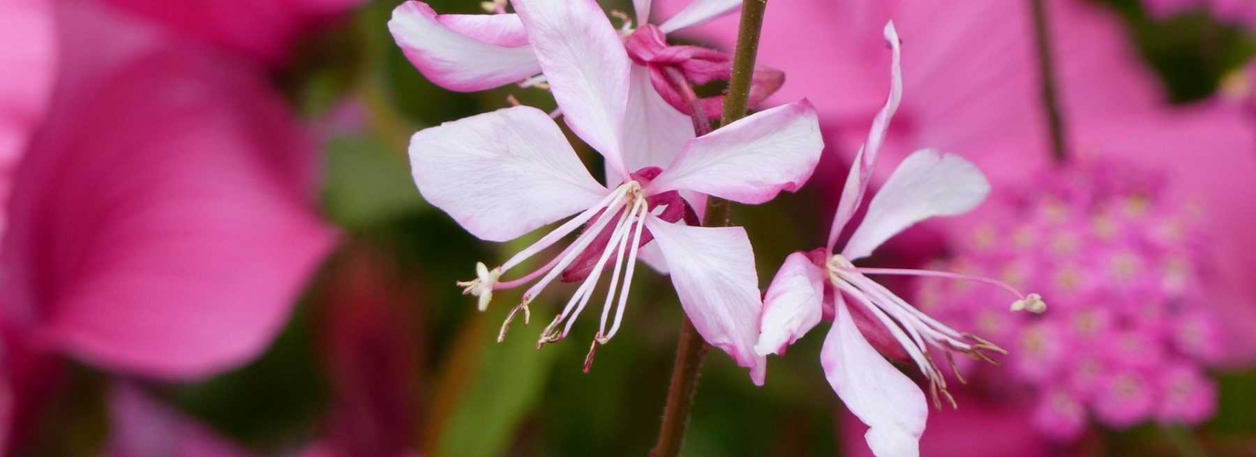 Gaura: Pflanzen und Pflegen