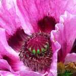 Mohnblumen: Wie kultiviert man sie?