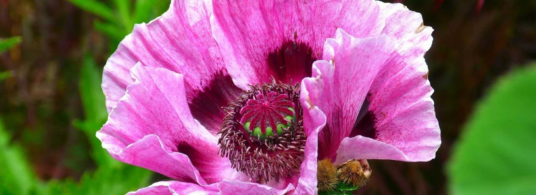 Mohnblumen: Wie kultiviert man sie?