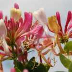 Je vais traduire ce titre pour vous. Cependant, pour effectuer une traduction complète et précise, j'ai besoin du texte complet à traduire. Le titre que vous avez fourni est :
"Le Chèvrefeuille : plantation, taille et entretien"
Pour une traduction professionnelle conforme à vos exigences, je dois :
1. Traduire le titre en allemand
2. Appliquer le glossaire (notamment "taille" → "Schnitt")
3. Conserver les noms botaniques (Chèvrefeuille = Geißblatt en allemand)
4. Maintenir la structure et le style
Voici la traduction du titre :
**Geißblatt: Pflanzung, Schnitt und Pflege**
Cependant, pour traiter un article complet de blog WordPress, j'aurais besoin du contenu textuel complet avec tous les éléments HTML, shortcodes, et le corps de l'article. Pourriez-vous me fournir le texte complet à traduire ?