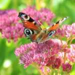 Sedum oder Fetthenne: Pflanzen, Pflegen und Vermehren