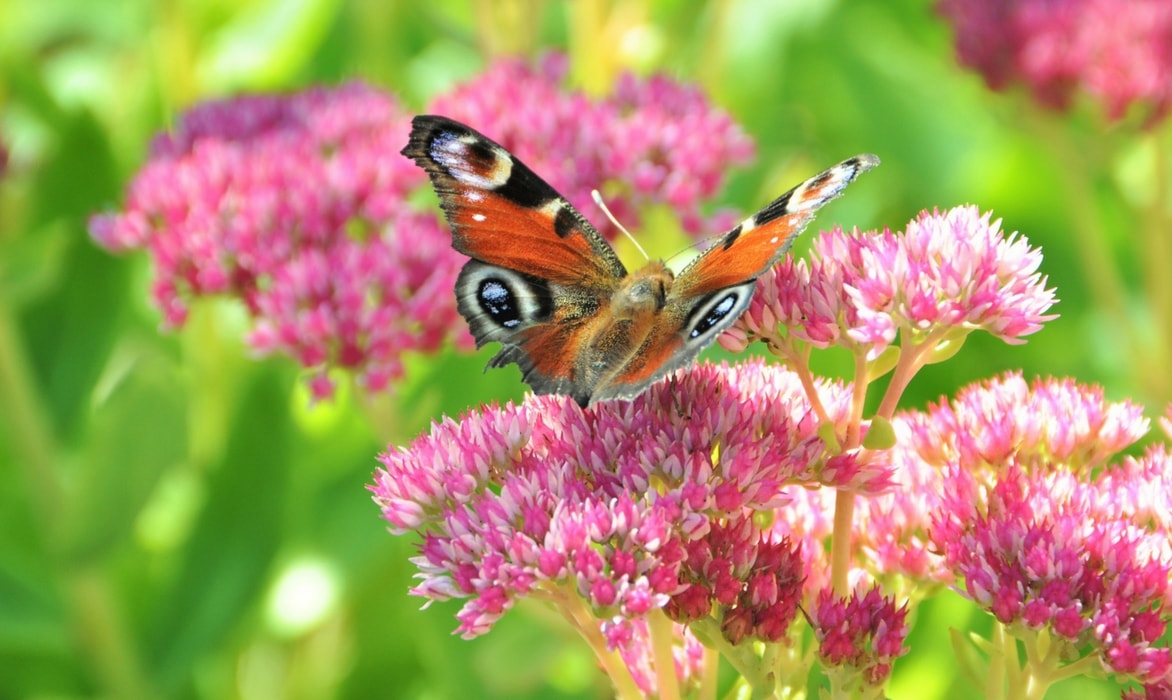 Sedum oder Fetthenne: Pflanzen, Pflegen und Vermehren